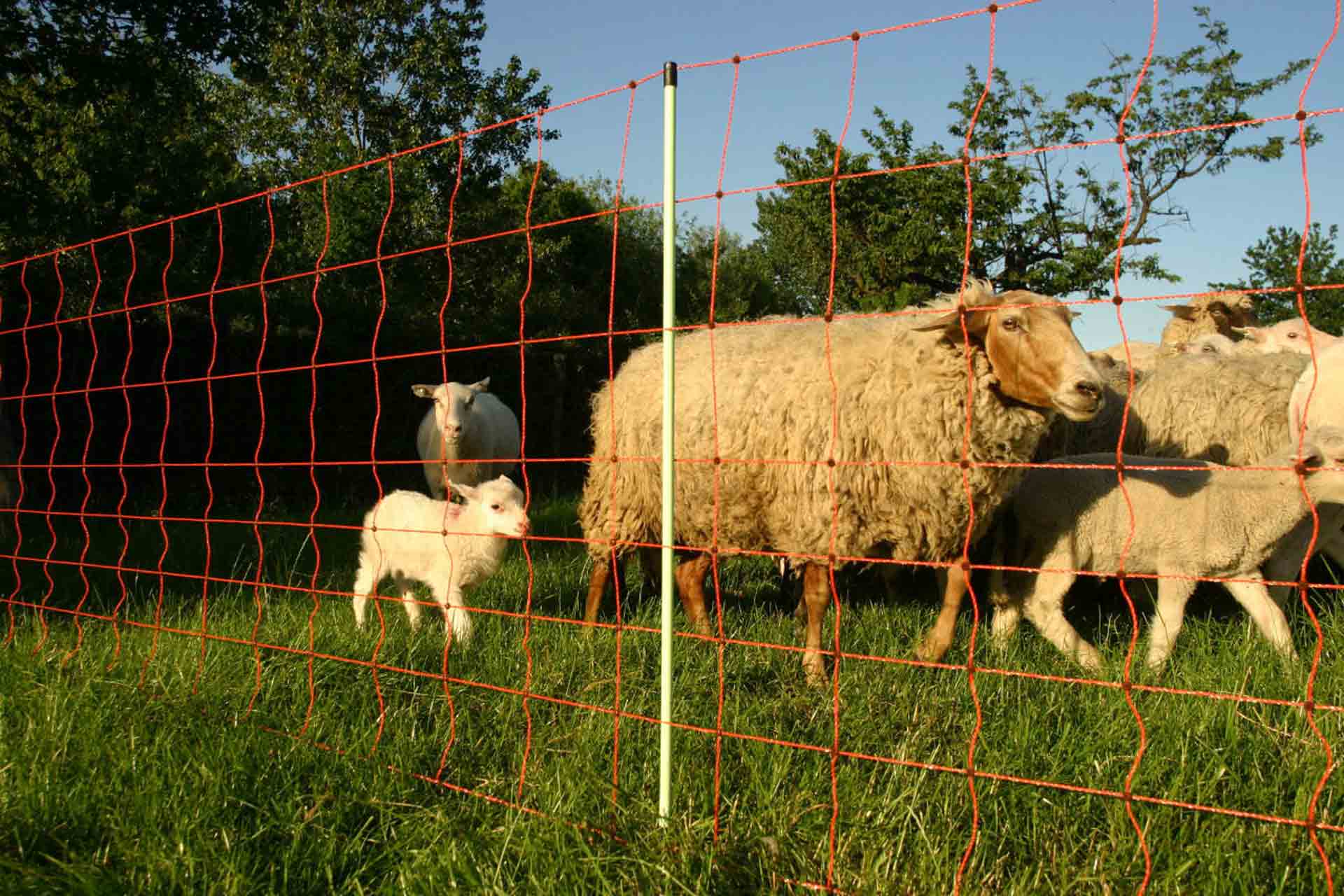 Schaf- und Ziegenhaltung
