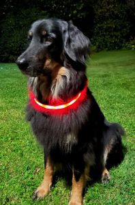 LED-Halsband 