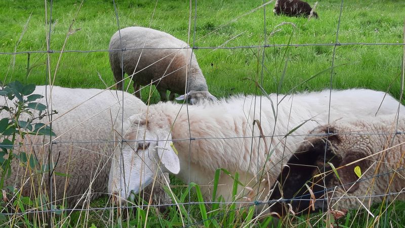 Einzäunung für Schafe