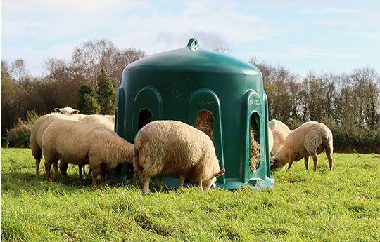 Heuglocke im Einsatz auf der Schafweide