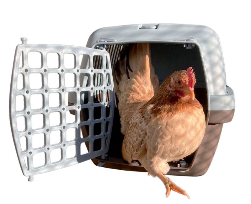 Transportbox mit Huhn