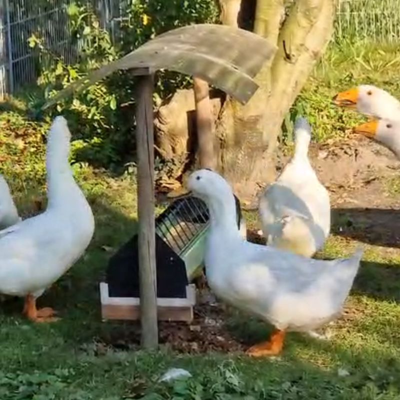 Anwendung als Futtertrog für Gänse